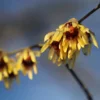 Chimonanthus Praecox 2 Chimonanthus Praecox -Cheap Tree Sprigs Store pl0000000820