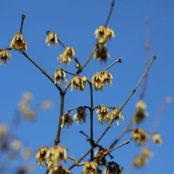 Chimonanthus Praecox 7 Chimonanthus Praecox -Cheap Tree Sprigs Store pl0000000820 card2 lg