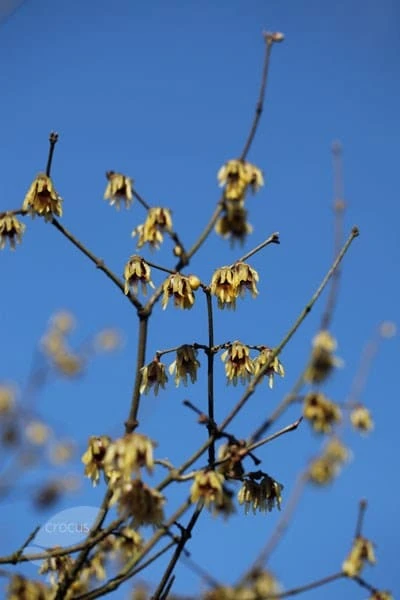Chimonanthus Praecox 4 Chimonanthus Praecox - Image 2