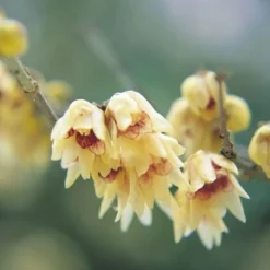 Chimonanthus Praecox 8 Chimonanthus Praecox -Cheap Tree Sprigs Store pl0000000820 card3 lg