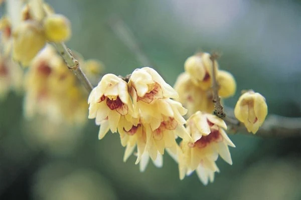 Chimonanthus Praecox 5 Chimonanthus Praecox - Image 3