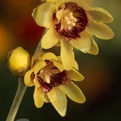 Chimonanthus Praecox 9 Chimonanthus Praecox -Cheap Tree Sprigs Store pl0000000820 card4 lg