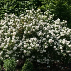 Choisya × Dewitteana 'Aztec Pearl' -Cheap Tree Sprigs Store pl0000000823 card2 lg