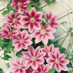 Cheap Tree Sprigs Store -Cheap Tree Sprigs Store pl0000000868 card2 lg