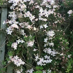 Cheap Tree Sprigs Store -Cheap Tree Sprigs Store pl0000000903 card2 lg