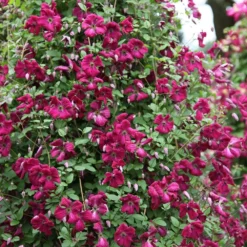 Cheap Tree Sprigs Store -Cheap Tree Sprigs Store pl0000000926 card2 lg