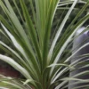 Cordyline Australis 1 Cordyline Australis -Cheap Tree Sprigs Store pl0000000943