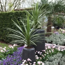 Cordyline Australis 6 Cordyline Australis -Cheap Tree Sprigs Store pl0000000943 card2 lg