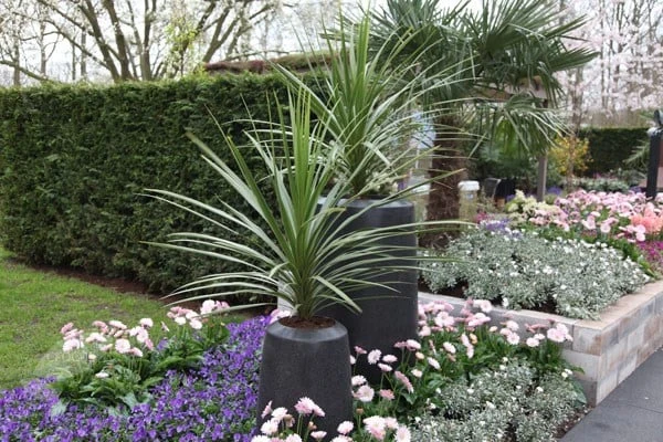 Cordyline Australis 4 Cordyline Australis - Image 2