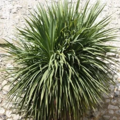 Cordyline Australis 7 Cordyline Australis -Cheap Tree Sprigs Store pl0000000943 card3 lg