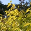 Cornus Alba 'Aurea' 2 Cornus Alba 'Aurea' -Cheap Tree Sprigs Store pl0000000958