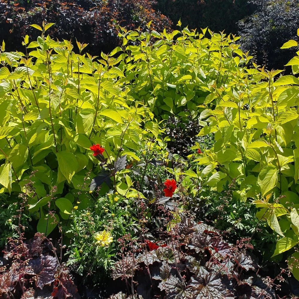 Cornus Alba 'Aurea' 4 Cornus Alba 'Aurea' - Image 2