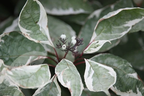 Cornus Alba 'Elegantissima' 5 Cornus Alba 'Elegantissima' - Image 3