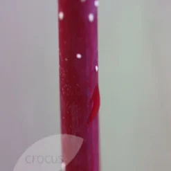 Cornus Alba 'Elegantissima' 9 Cornus Alba 'Elegantissima' -Cheap Tree Sprigs Store pl0000000959 card4 lg