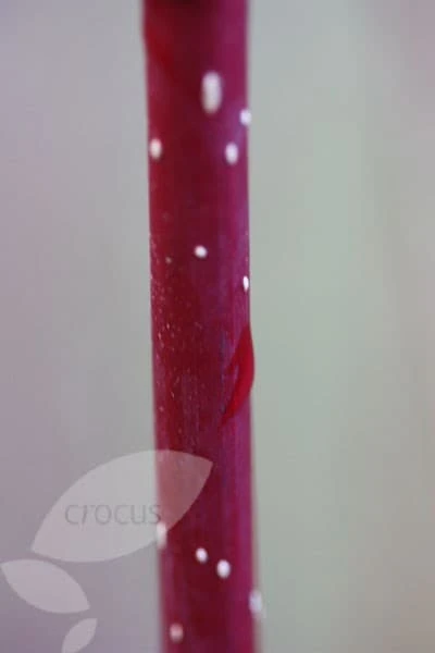 Cornus Alba 'Elegantissima' 6 Cornus Alba 'Elegantissima' - Image 4