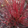 Cornus Alba 'Sibirica' 2 Cornus Alba 'Sibirica' -Cheap Tree Sprigs Store pl0000000963