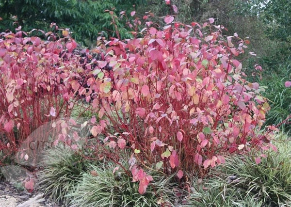 Cornus Alba 'Sibirica' 4 Cornus Alba 'Sibirica' - Image 2