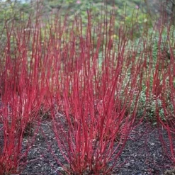 Cornus Alba 'Sibirica' 8 Cornus Alba 'Sibirica' -Cheap Tree Sprigs Store pl0000000963 card3 lg