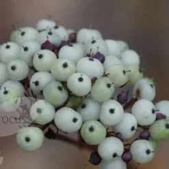 Cornus Alba 'Sibirica' 9 Cornus Alba 'Sibirica' -Cheap Tree Sprigs Store pl0000000963 card4 lg