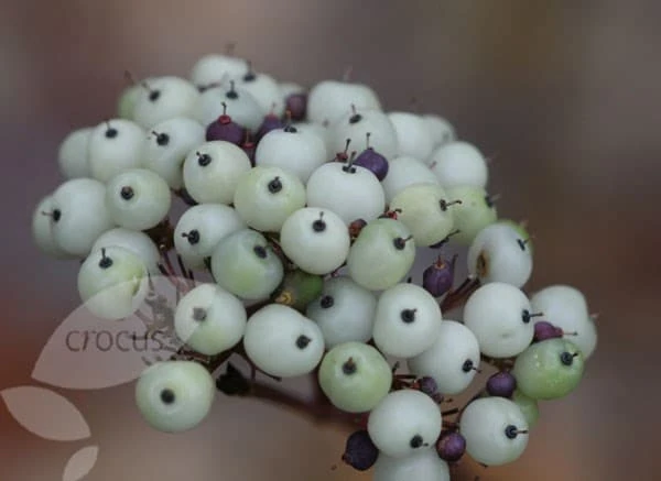 Cornus Alba 'Sibirica' 6 Cornus Alba 'Sibirica' - Image 4