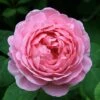 Rosa 'Constance Spry' -Cheap Tree Sprigs Store pl0000001115