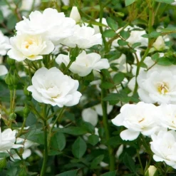 Rosa Kent ('Poulcov') (PBR) (Towne & Country Series) 7 Rosa Kent ('Poulcov') (PBR) (Towne & Country Series) -Cheap Tree Sprigs Store pl0000001131 card3 lg