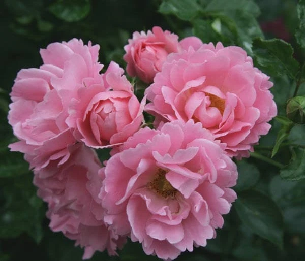 Rosa Surrey ('Korlanum') 4 Rosa Surrey ('Korlanum') - Image 2