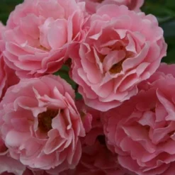 Rosa Surrey ('Korlanum') 7 Rosa Surrey ('Korlanum') -Cheap Tree Sprigs Store pl0000001154 card3 lg