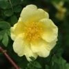 Rosa Xanthina 'Canary Bird' -Cheap Tree Sprigs Store pl0000001158