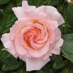 Rosa 'Compassion'