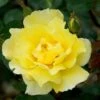 Rosa 'Golden Showers' 2 Rosa 'Golden Showers' -Cheap Tree Sprigs Store pl0000001178
