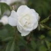 Rosa 'Climbing Iceberg' 2 Rosa 'Climbing Iceberg' -Cheap Tree Sprigs Store pl0000001181