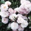 Rosa Little Rambler ('Chewramb') (PBR) -Cheap Tree Sprigs Store pl0000001183