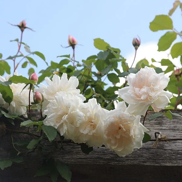 Rosa 'Madame Alfred Carrière' 5 Rosa 'Madame Alfred Carrière' - Image 3