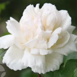 Rosa 'Madame Alfred Carrière' 10 Rosa 'Madame Alfred Carrière' -Cheap Tree Sprigs Store pl0000001186 card4 lg