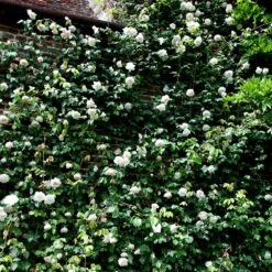 Rosa 'Madame Alfred Carrière' 11 Rosa 'Madame Alfred Carrière' -Cheap Tree Sprigs Store pl0000001186 card5 lg