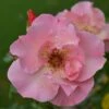 Rosa 'Summer Wine' 2 Rosa 'Summer Wine' -Cheap Tree Sprigs Store pl0000001192
