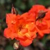 Rosa Warm Welcome ('Chewizz') (PBR) -Cheap Tree Sprigs Store pl0000001195