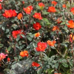 Cheap Tree Sprigs Store -Cheap Tree Sprigs Store pl0000001195 card2 lg