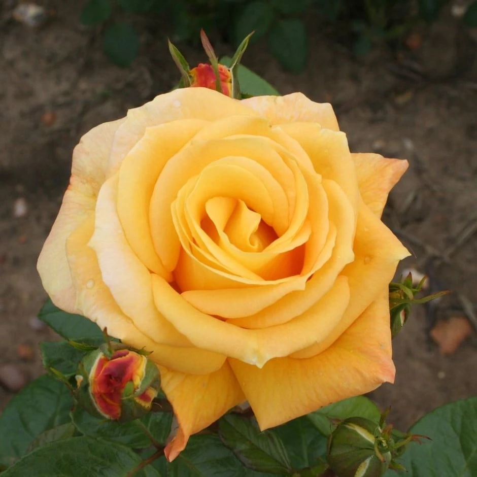 Rosa 'Arthur Bell' 3 Rosa 'Arthur Bell'