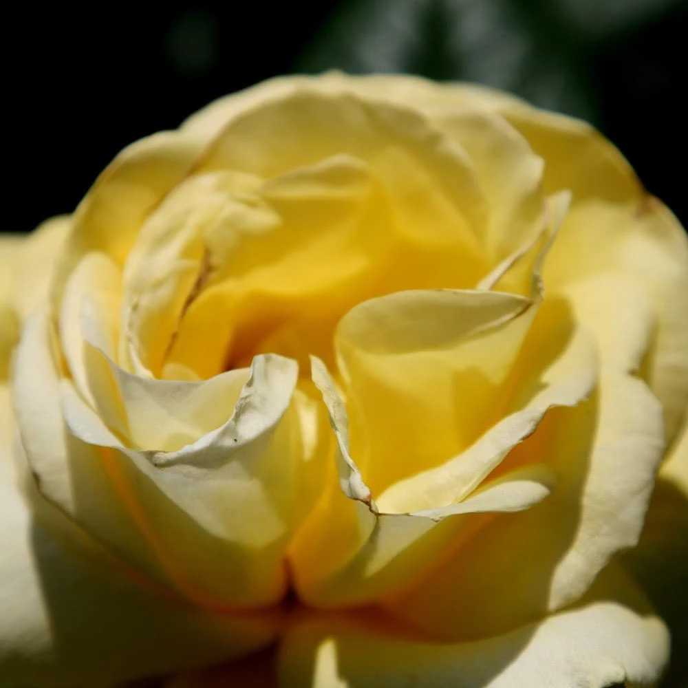 Rosa 'Arthur Bell' 4 Rosa 'Arthur Bell' - Image 2