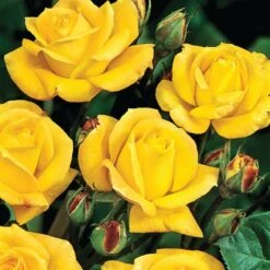 Rosa 'Arthur Bell' 7 Rosa 'Arthur Bell' -Cheap Tree Sprigs Store pl0000001199 card3 lg