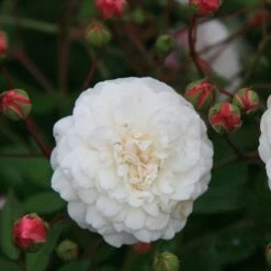 Rosa 'White Pet'