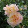 Rosa Peace ('Madame A. Meilland') -Cheap Tree Sprigs Store pl0000001240