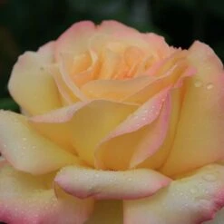 Cheap Tree Sprigs Store -Cheap Tree Sprigs Store pl0000001240 card2 lg