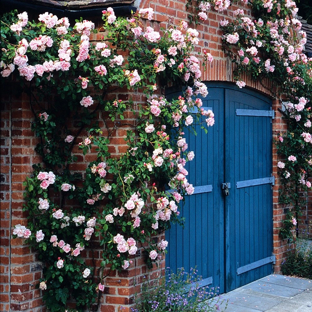 Rosa 'Albertine' 4 Rosa 'Albertine' - Image 2