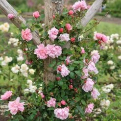 Rosa 'Albertine' 8 Rosa 'Albertine' -Cheap Tree Sprigs Store pl0000001273 card3 lg