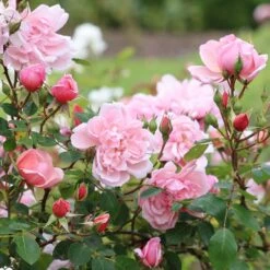 Rosa 'Albertine' 9 Rosa 'Albertine' -Cheap Tree Sprigs Store pl0000001273 card4 lg