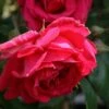 Rosa 'Paul's Scarlet Climber' -Cheap Tree Sprigs Store pl0000001281