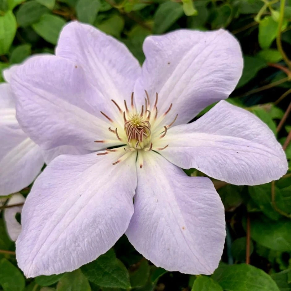 Clematis 'Special Occasion' 3 Clematis 'Special Occasion'